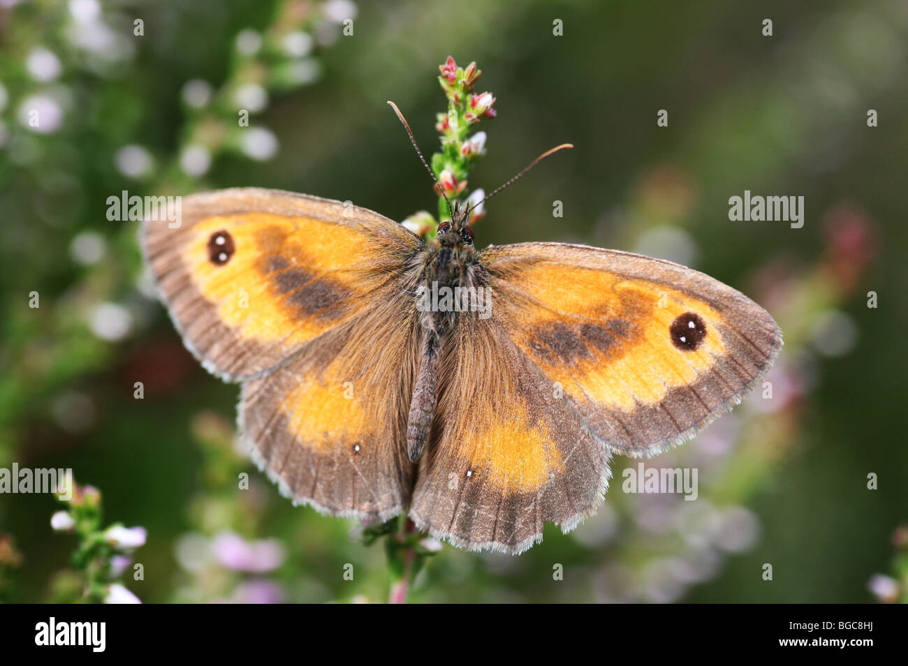 Gatekeeper (Pyronia tithonus) or (maniola tithonius) sometimes called the Hedge Brown butterfly in close up Stock Photo