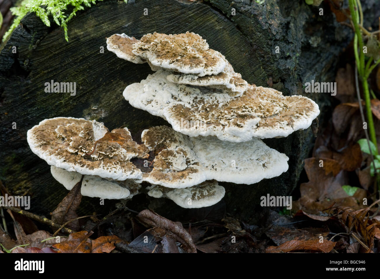 Pseudotrametes gibbosa bracket fungi growing on a dead tree stump Stock Photo