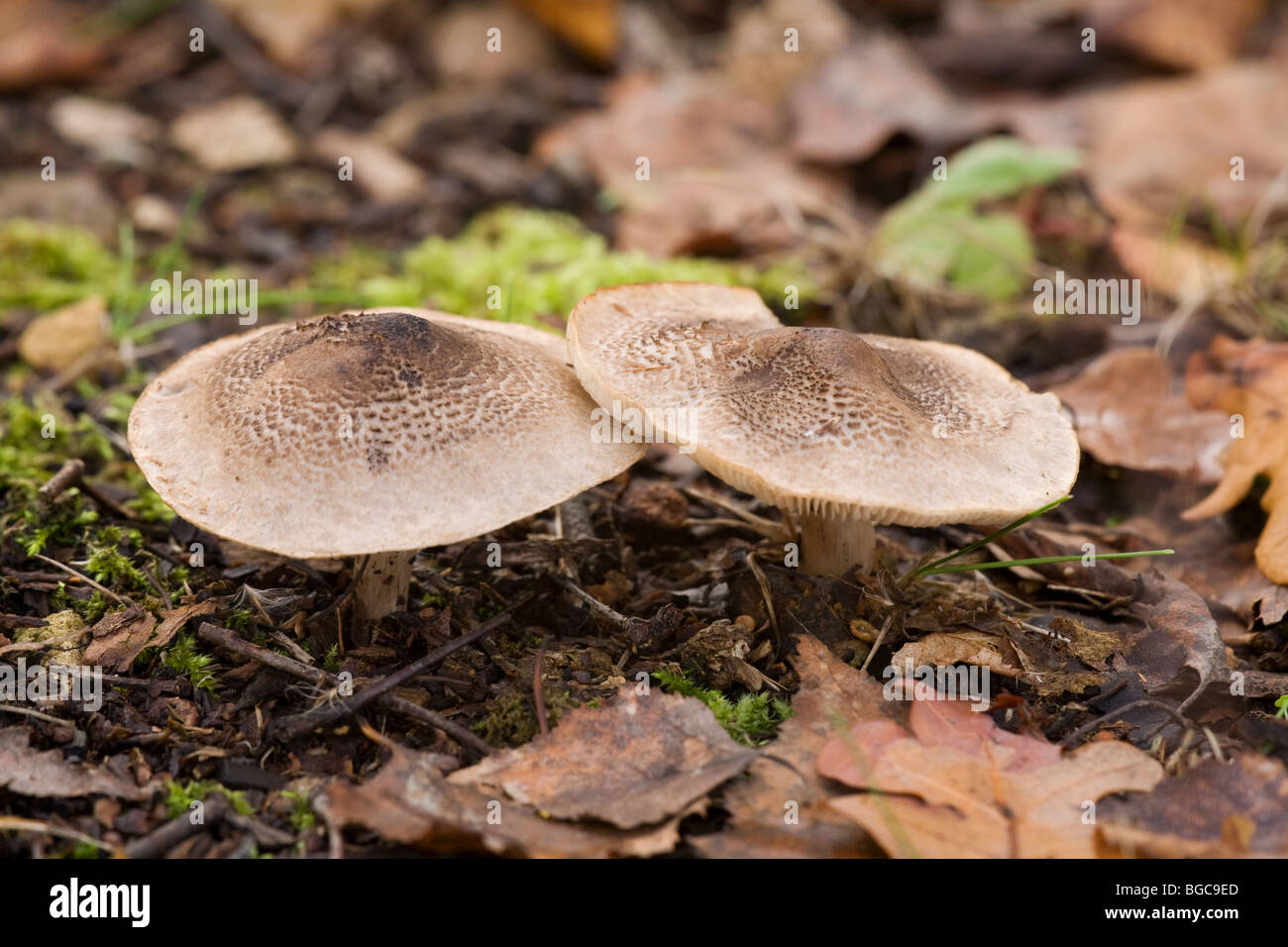 Greranium Web-cap Cortinarius paleaceus fungi fruiting bodies growing in leaf litter Stock Photo