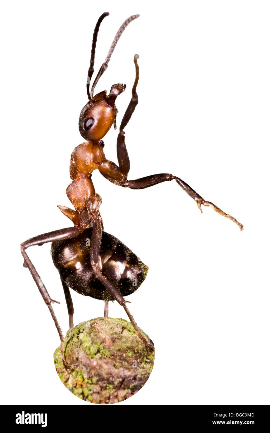 Wood Ant  Formica rufa Stock Photo