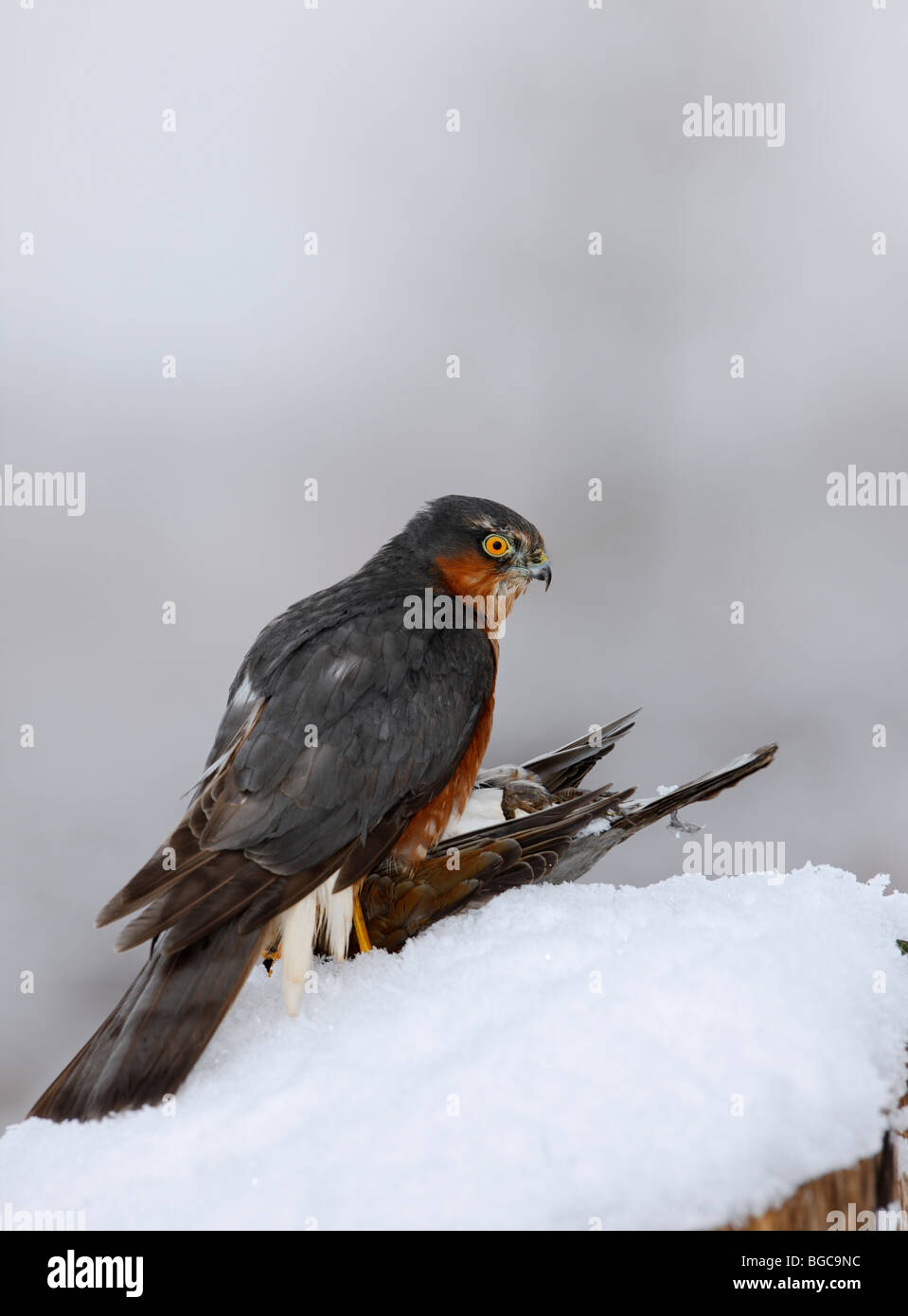 Sparrowhawk Accipiter nisus on kill in snow Stock Photo