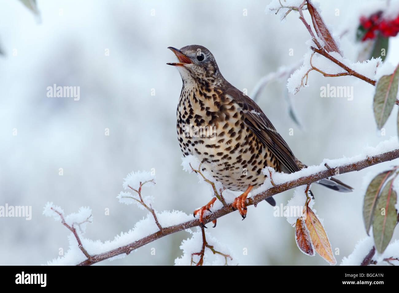 Mistle Thrush Turdus viscivorus in snow covered Hedgerow Stock Photo