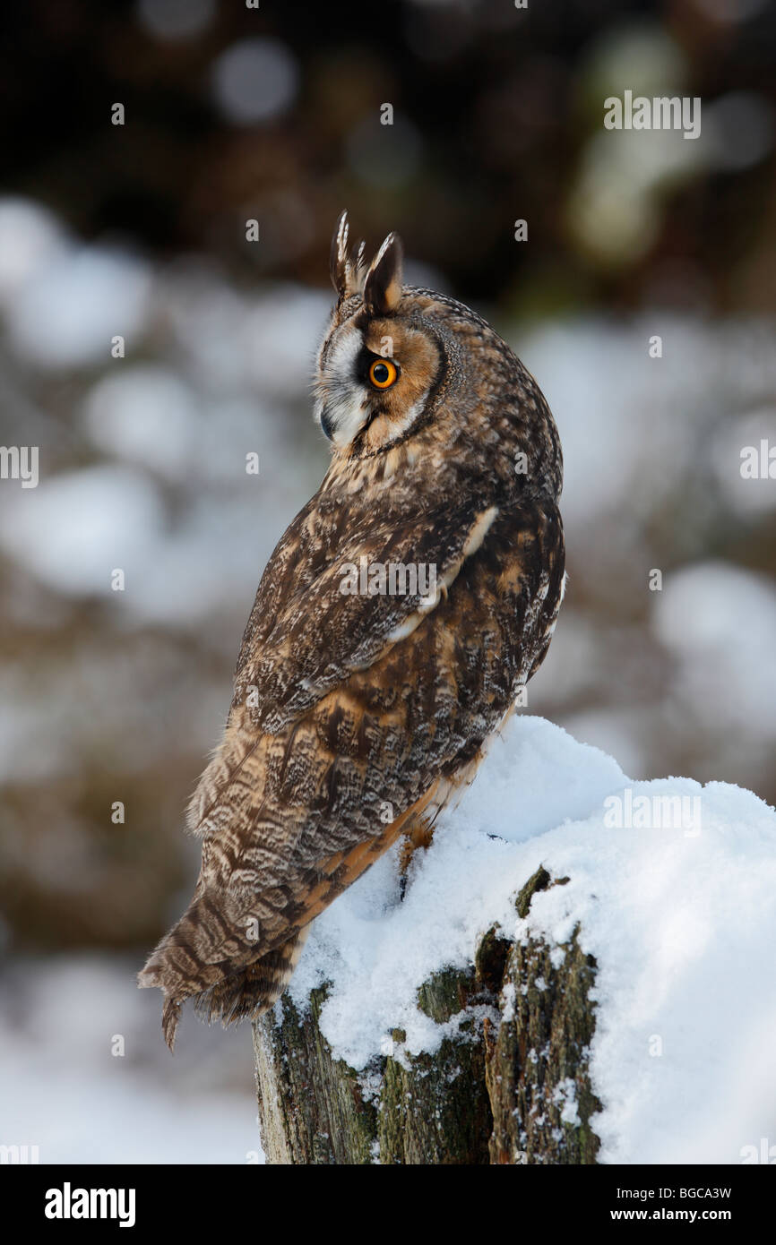 Long-eared owl Asio otus snowy log Stock Photo