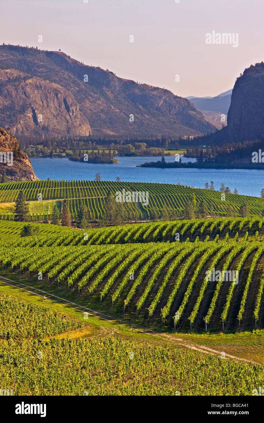 Grapevines of Blue Mountain Vineyard and Cellars, Okanagan Falls with