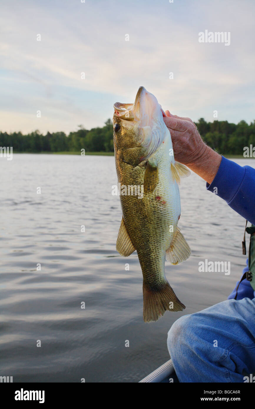 closeup hand of person holding up monster 5 five pound large mouth bass Stock Photo