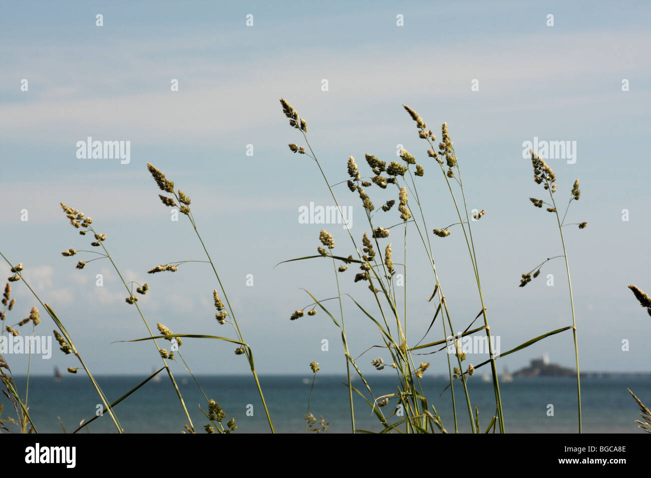 Wild Grasses waving in the summer breeze on Swansea seafront, with Mumbles in the background, West Glamorgan, South Wales, U.K. Stock Photo