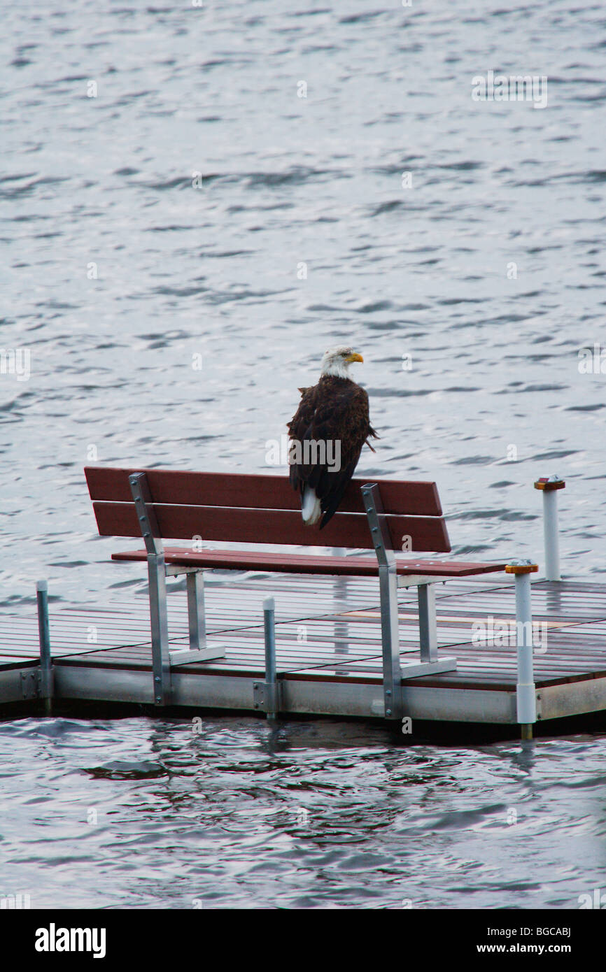 american bald eagle sitting on a bench on a boat dock looking over water for food Stock Photo