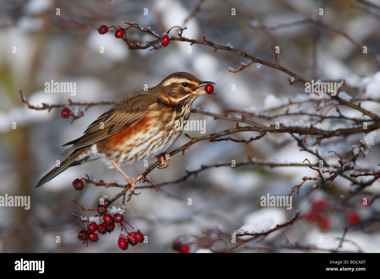 Redwing Turdus iliacus in winter snow with berry Stock Photo
