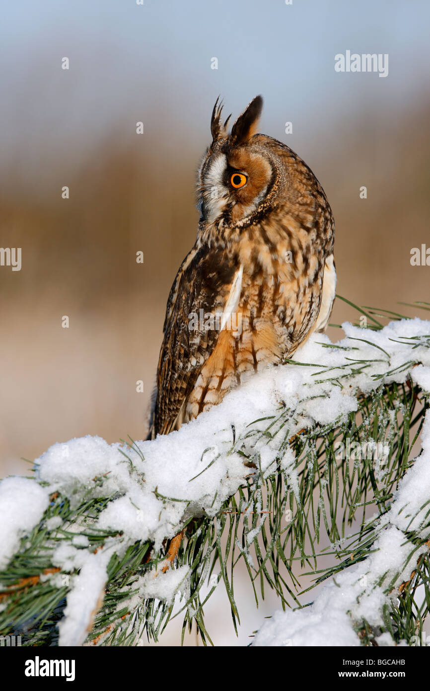 Long-eared owl Asio otus in winter snow Stock Photo