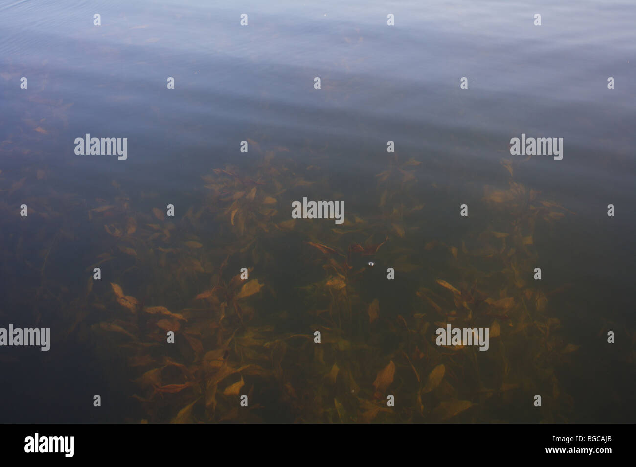 Reeds lilly pads and structure underwater under surface of water good excellent large mouth bass fishing habitat Stock Photo