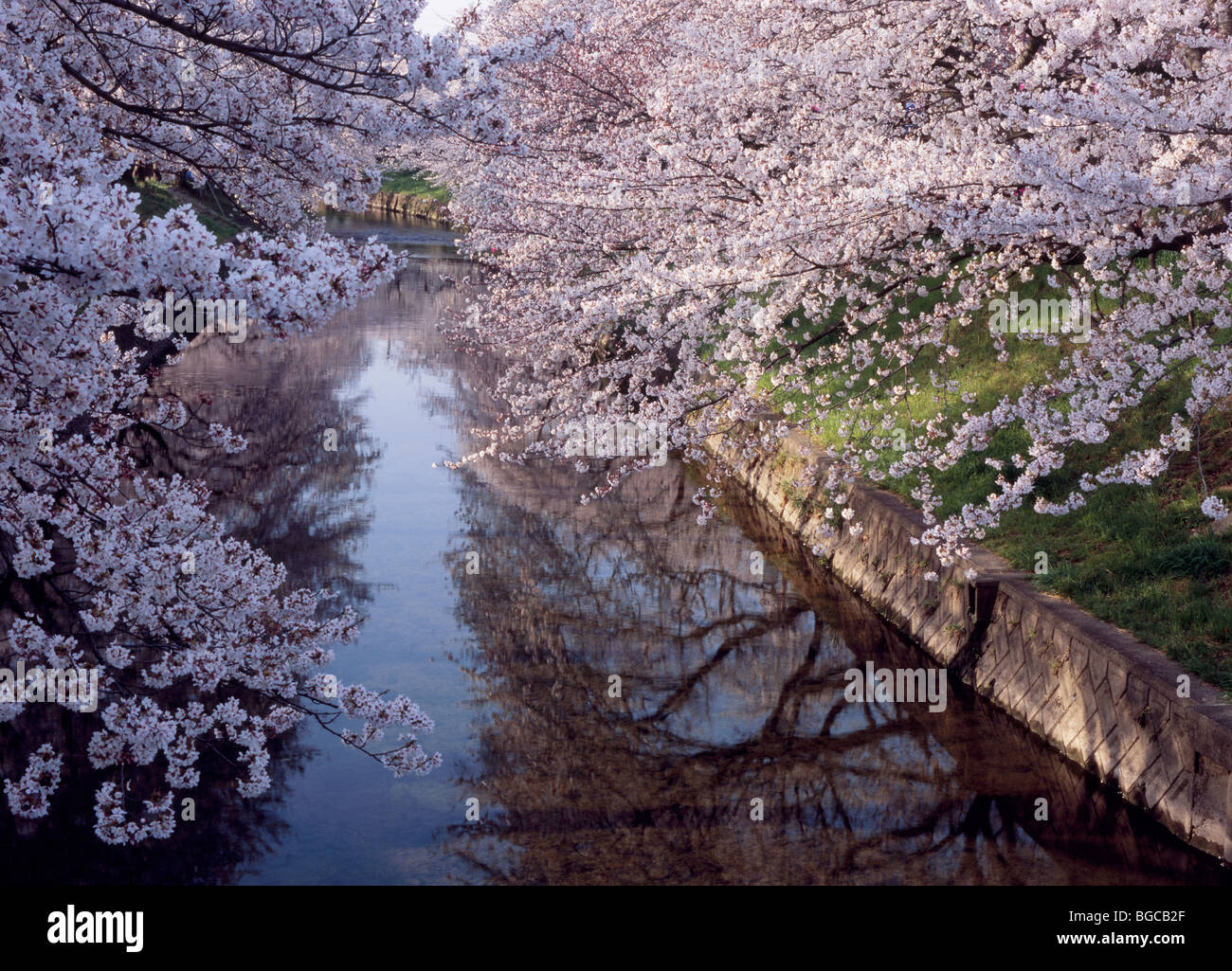 Cherry Blossoms and Gojo River, Iwakura, Aichi, Japan Stock Photo - Alamy