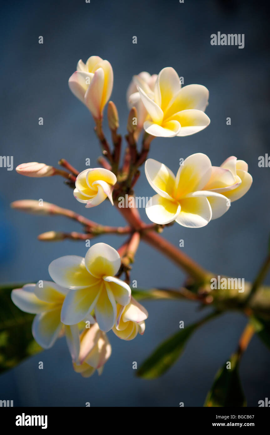 Thailand yellow flower hi-res stock photography and images - Alamy