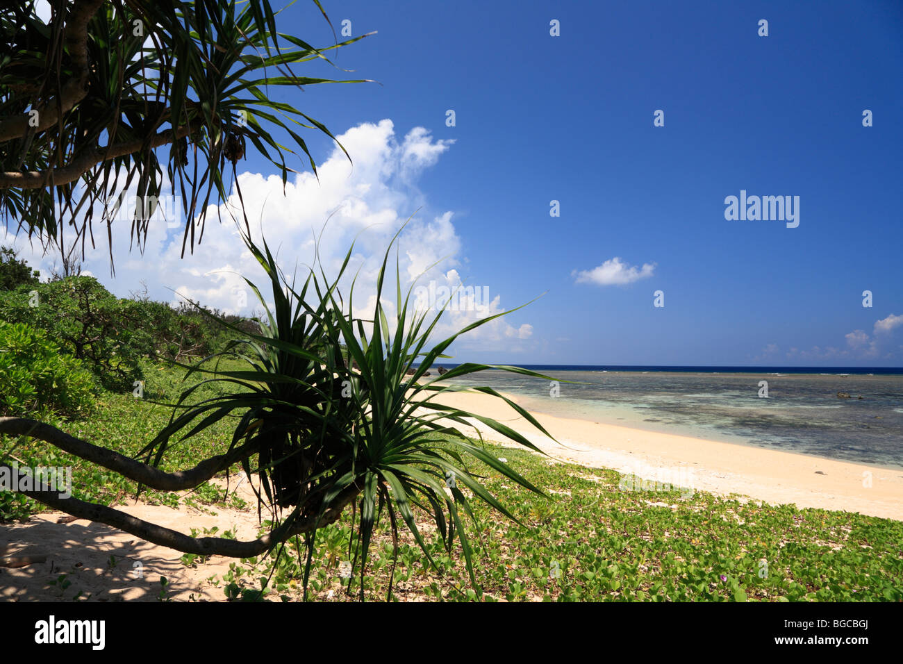 Beach, Iriomote Island, Taketomi, Okinawa, Japan Stock Photo - Alamy