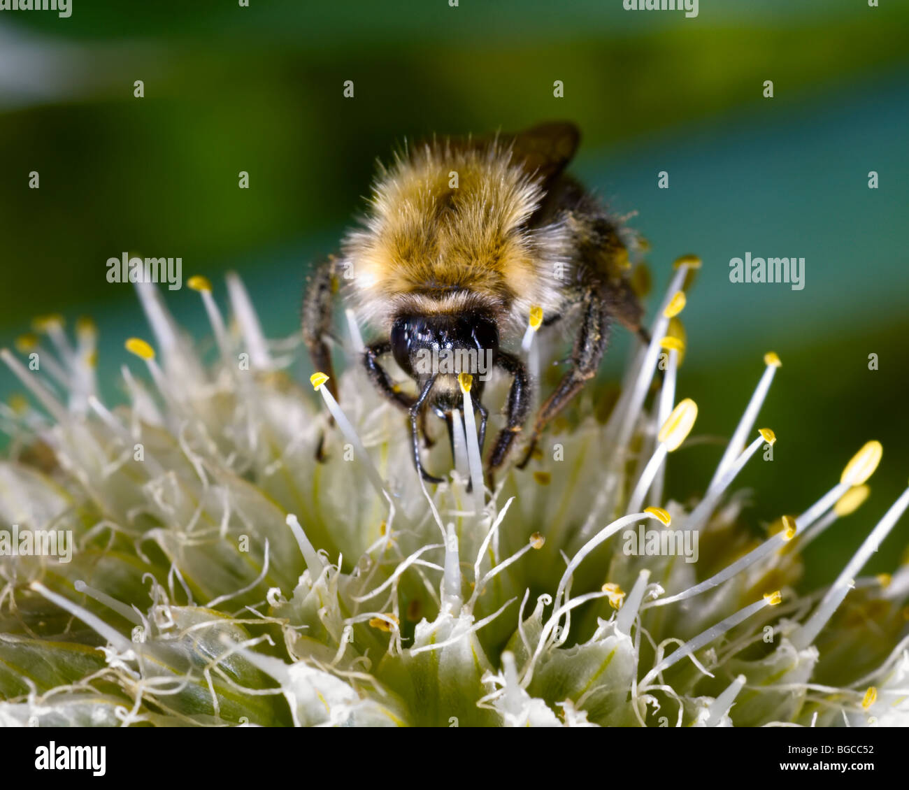 Bumble bee on a flower, Perm, Russia Stock Photo
