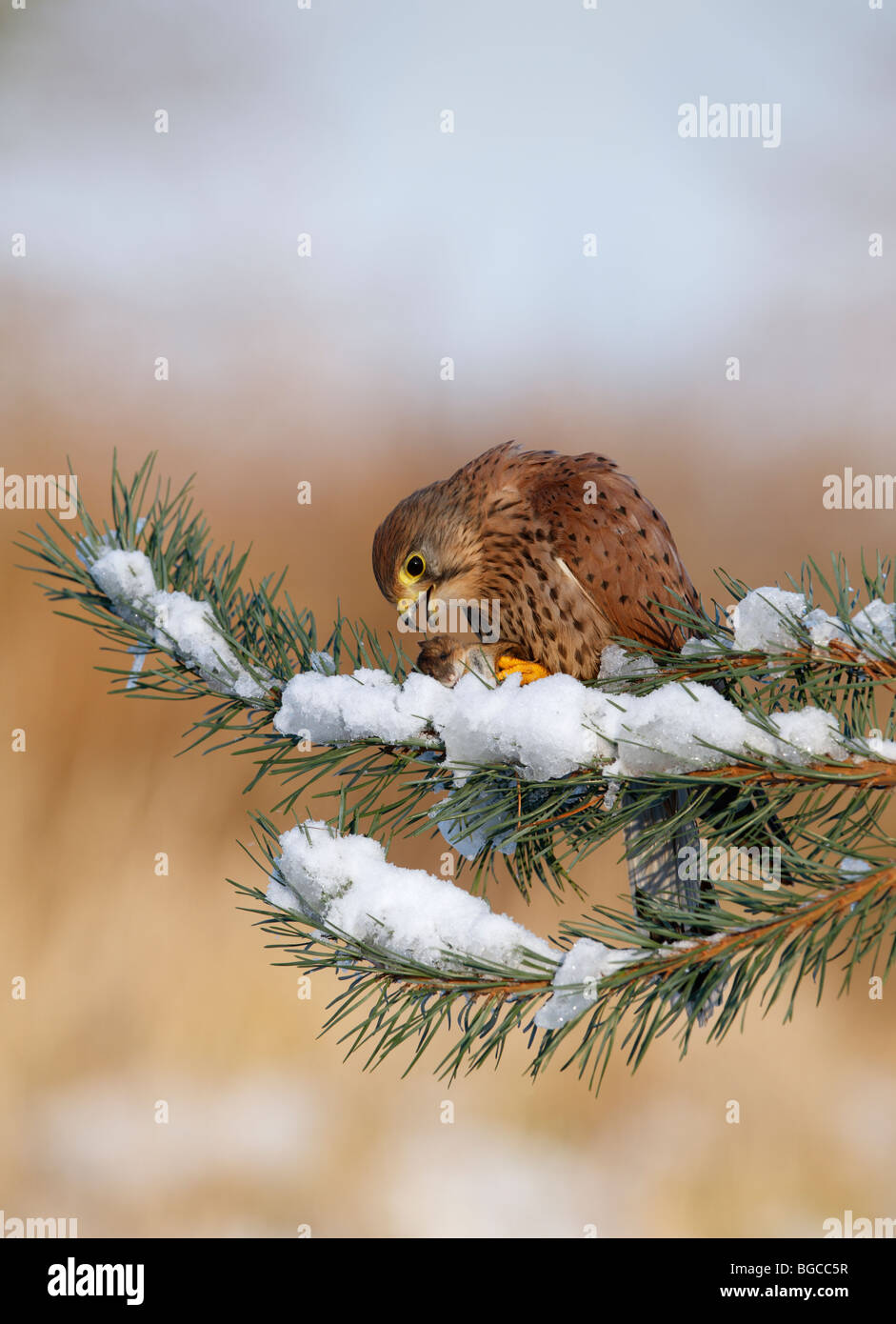 Kestrel Falco tinnunculus perched snow pine kill Stock Photo