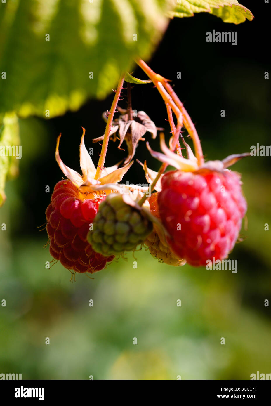 Raspberries icon hi-res stock photography and images - Alamy