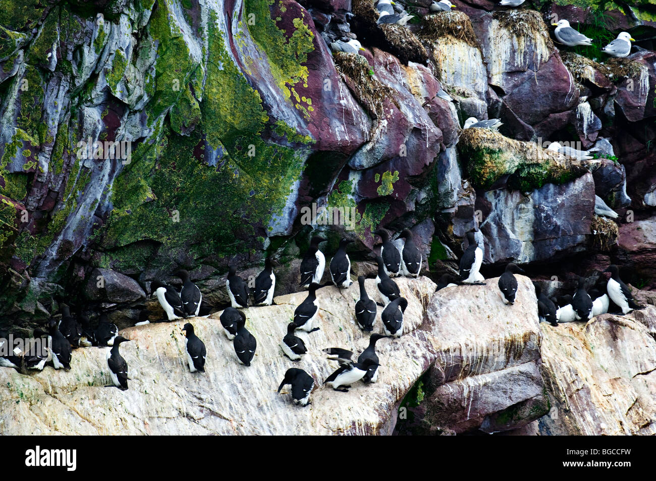 Razorbills and kittiwakes at Cape St. Mary's Ecological Bird Sanctuary