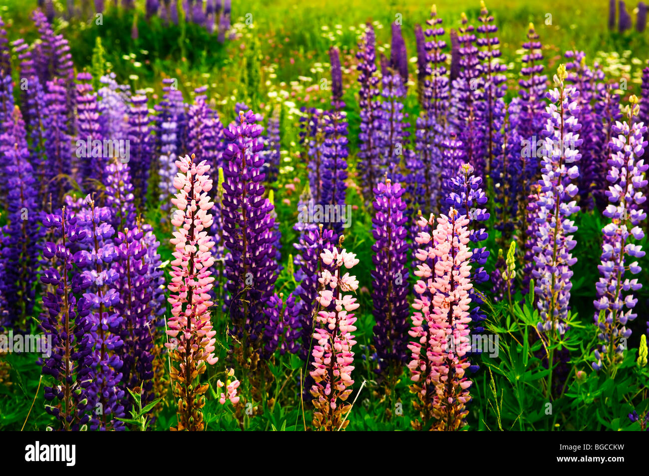 Purple and pink garden lupin wild flowers in Newfoundland Stock Photo