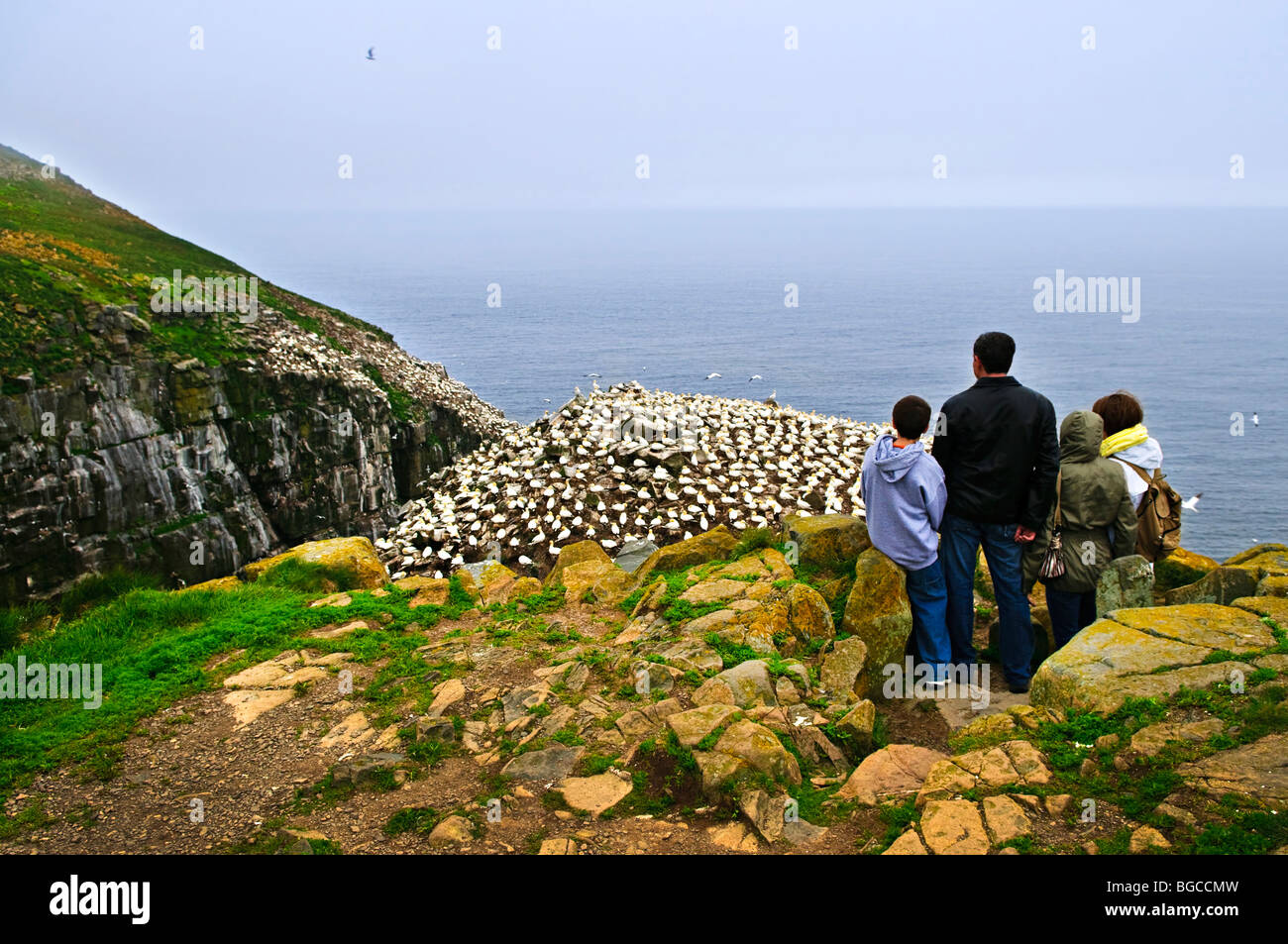 Family watching northern gannets at Cape St. Mary's Ecological Bird Sanctuary in Newfoundland, Canada Stock Photo