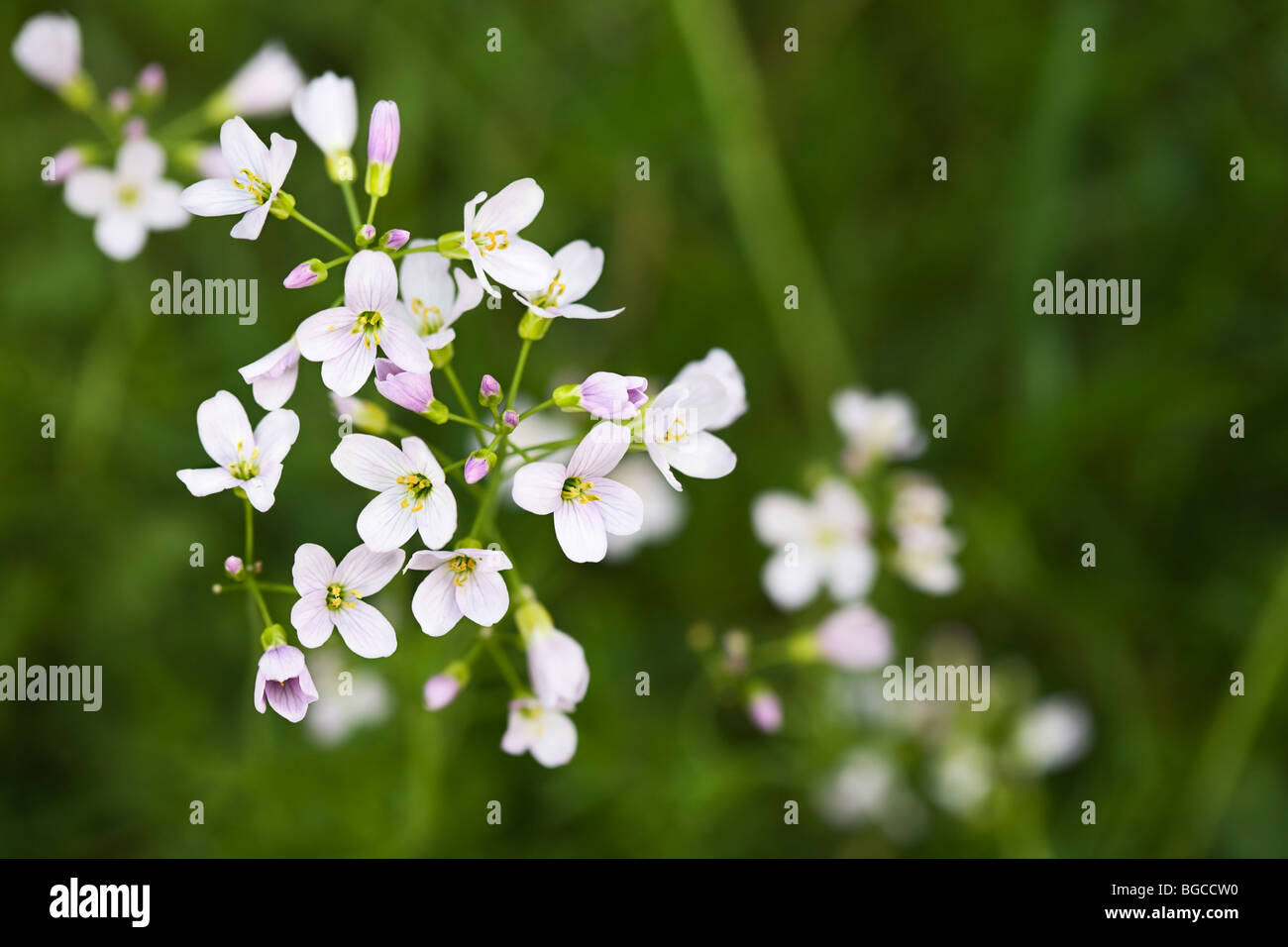 Cardamine pratensis, cuckoo flower, close-up Stock Photo - Alamy
