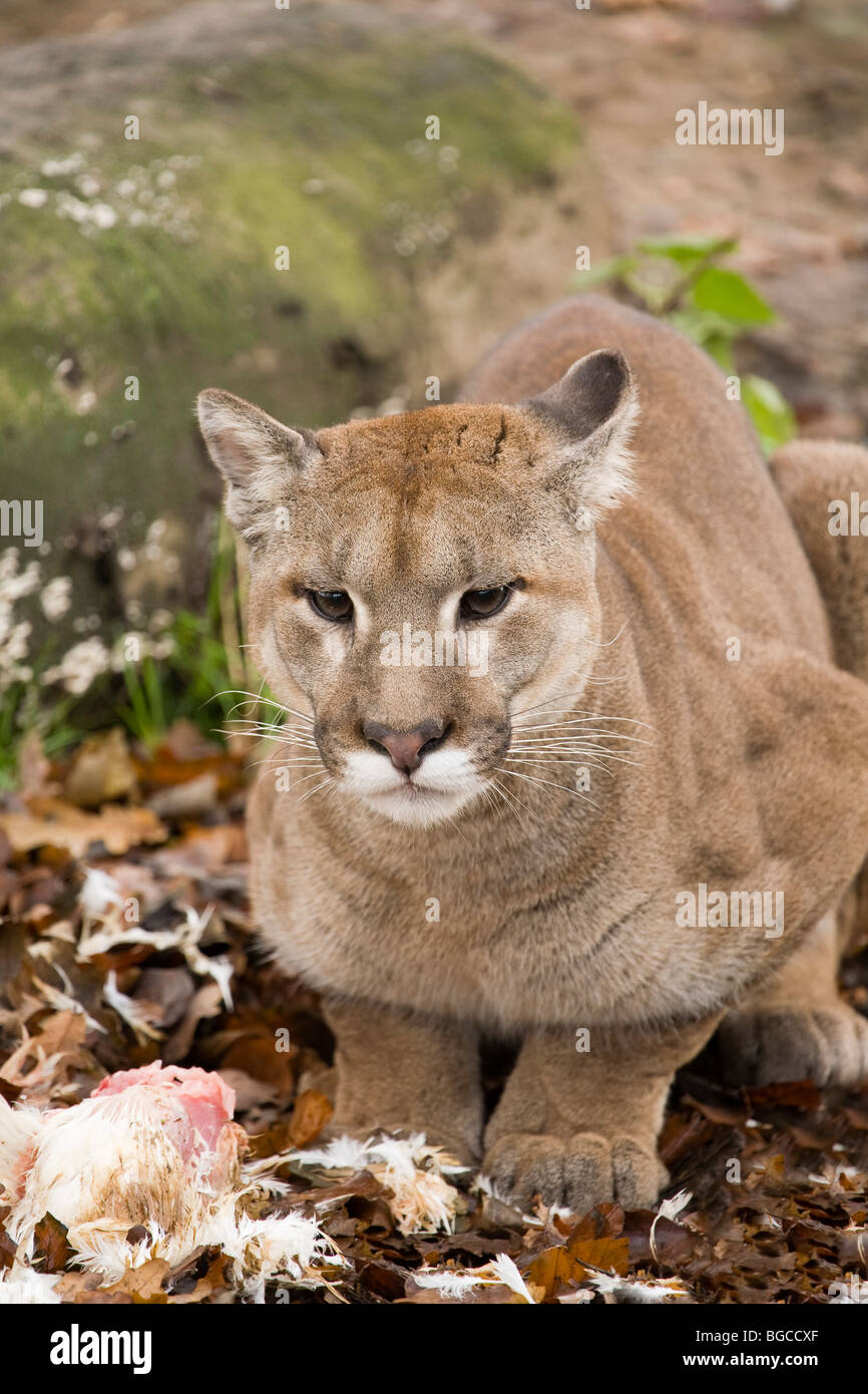 Puma animal hi-res stock photography and images - Alamy