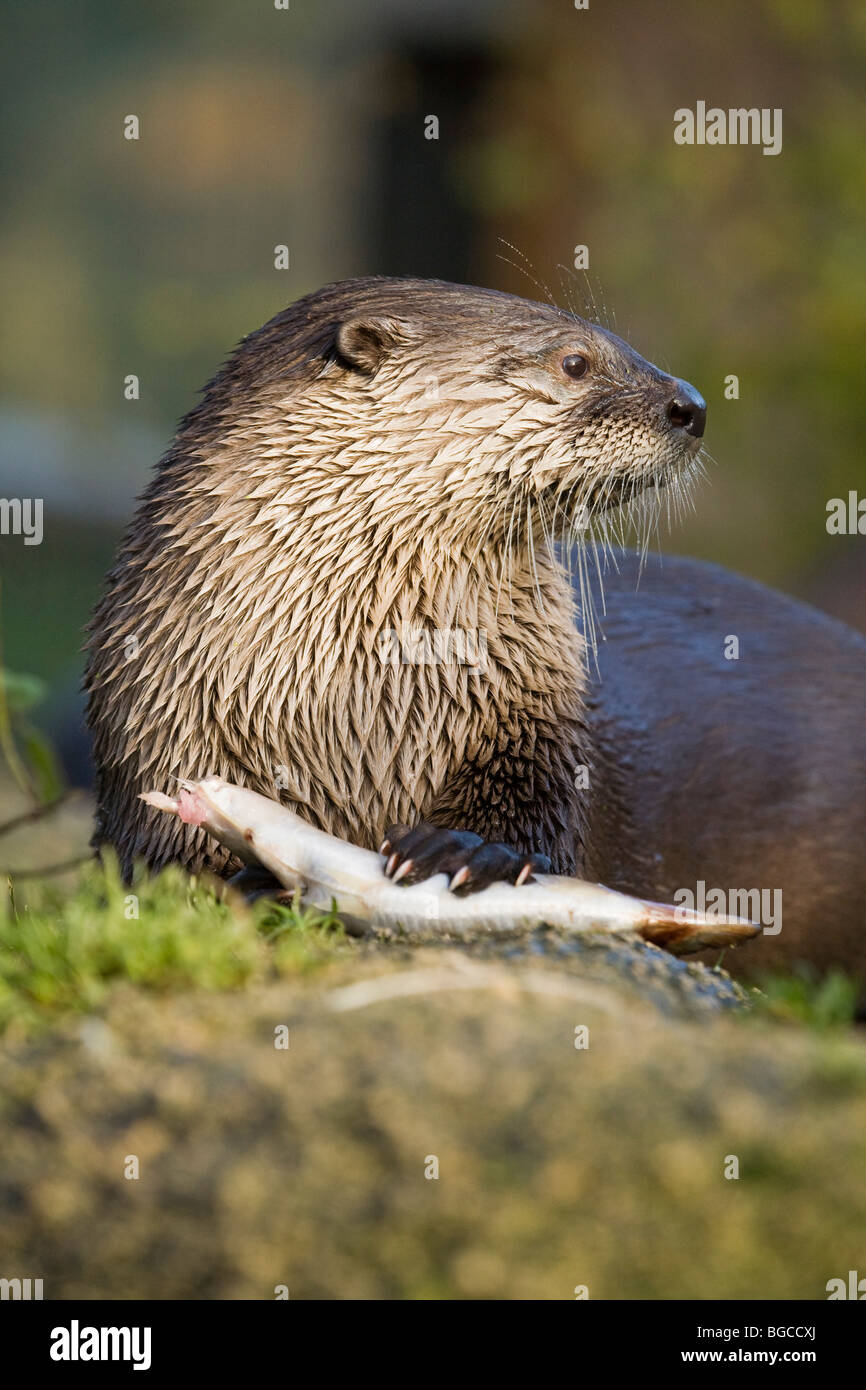 River otter lontra canadensis eating hi-res stock photography and