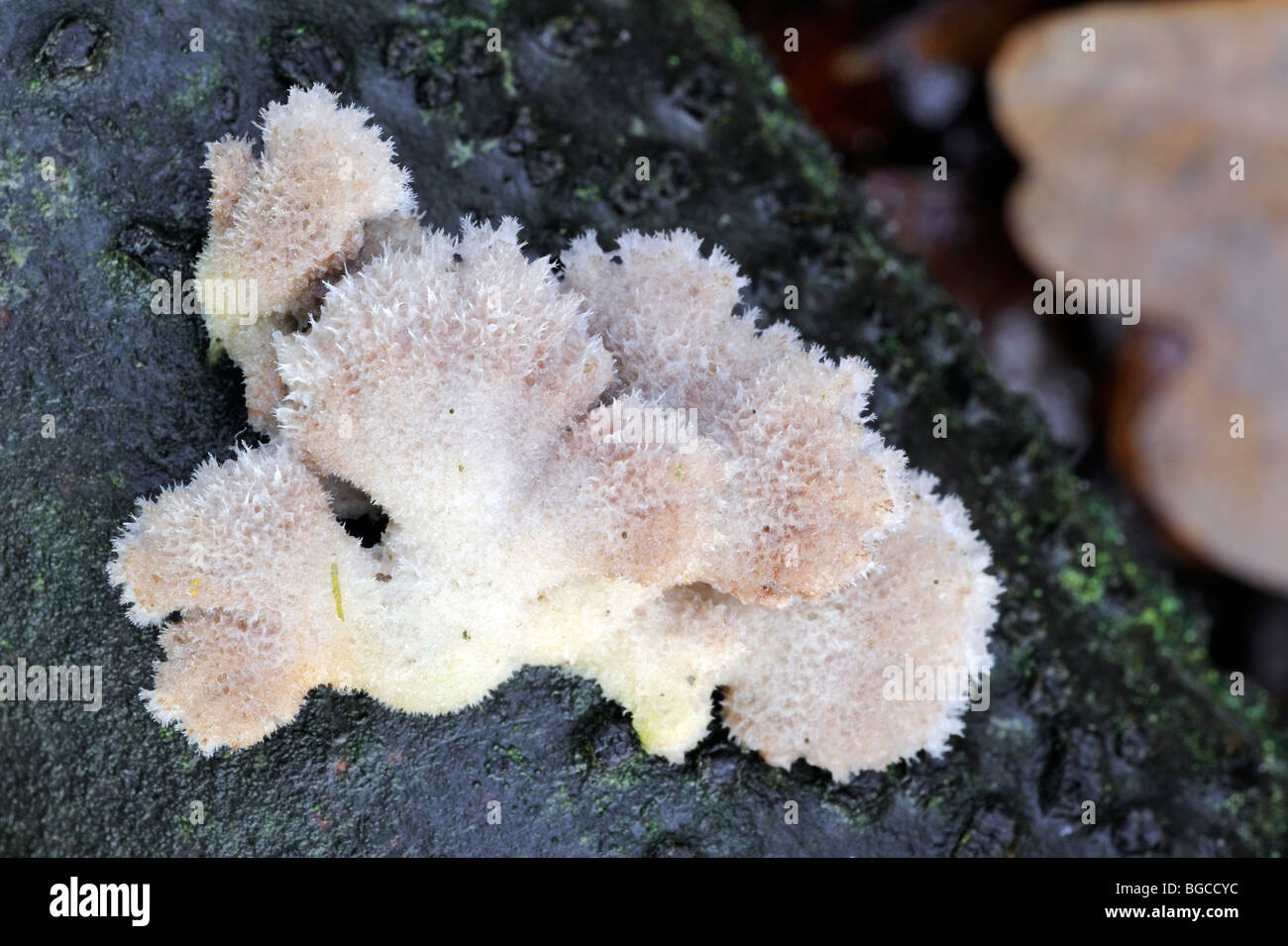 Common porecrust / Split gill (Schizophyllum commune / Agaricus alneus) on branch Stock Photo