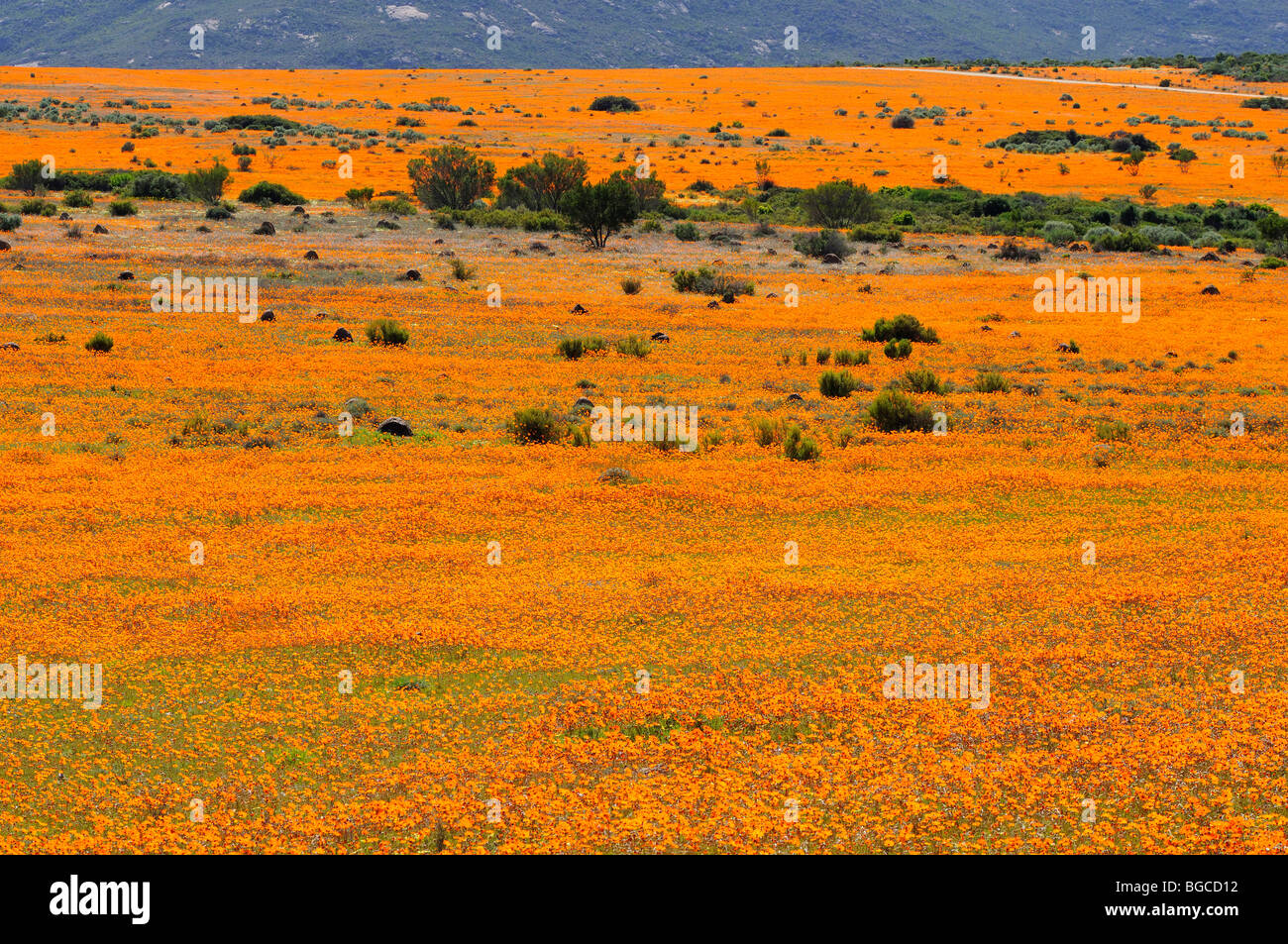 Carpet of spring flowers in Skilpad Nature Reserve near Kamieskron, Namaqualand, South Africa Stock Photo