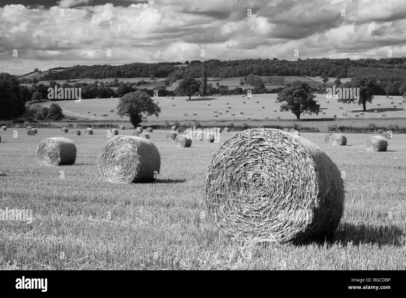 Bales of hey in black and white, England, UK Stock Photo
