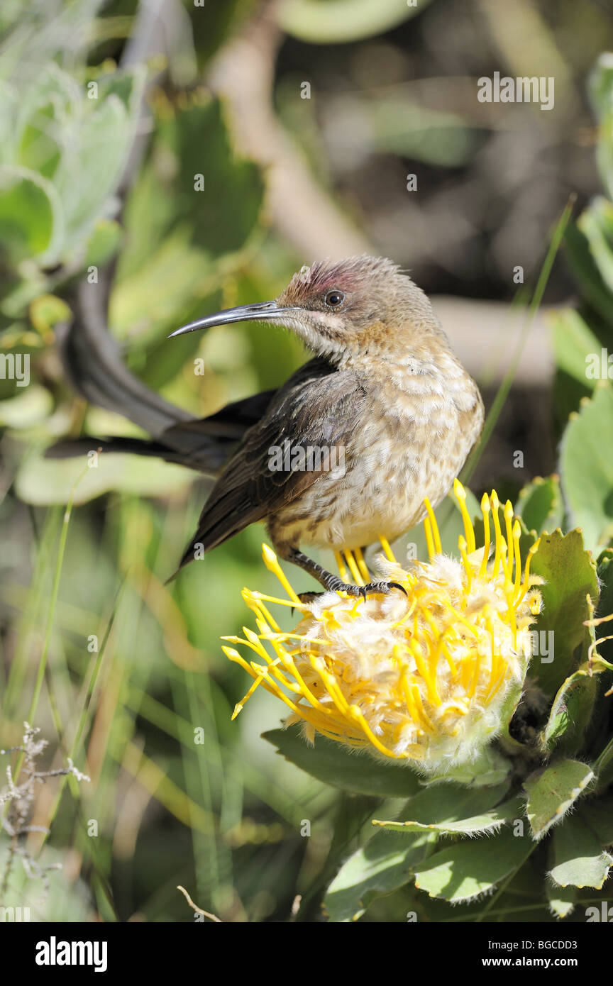 Cape Sugarbird in Yellow Pincushion Protea Flower Stock Photo Alamy