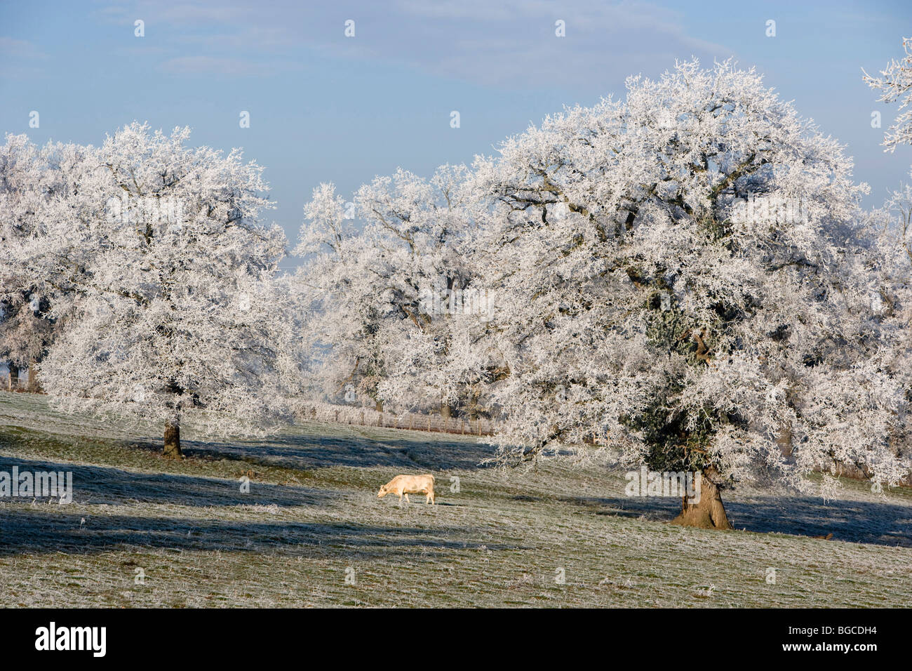 Winter landscape in Burgundy (Bourgogne in French) Stock Photo