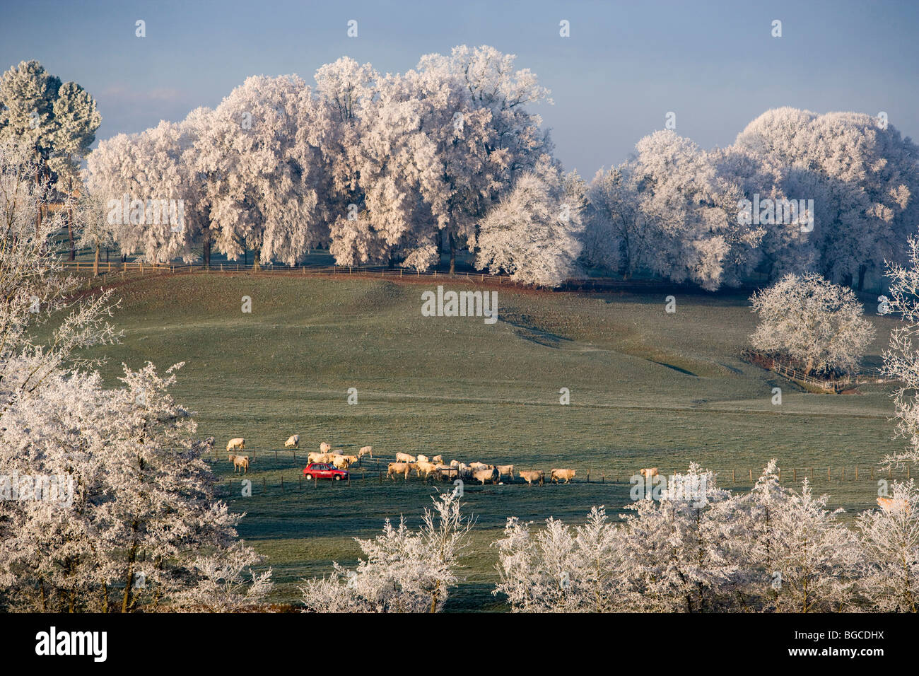 Arrival of winter in the Brionnais in Saône et Loire (71), Burgundy. Trees covered with white frost and Charolais herd of cows Stock Photo