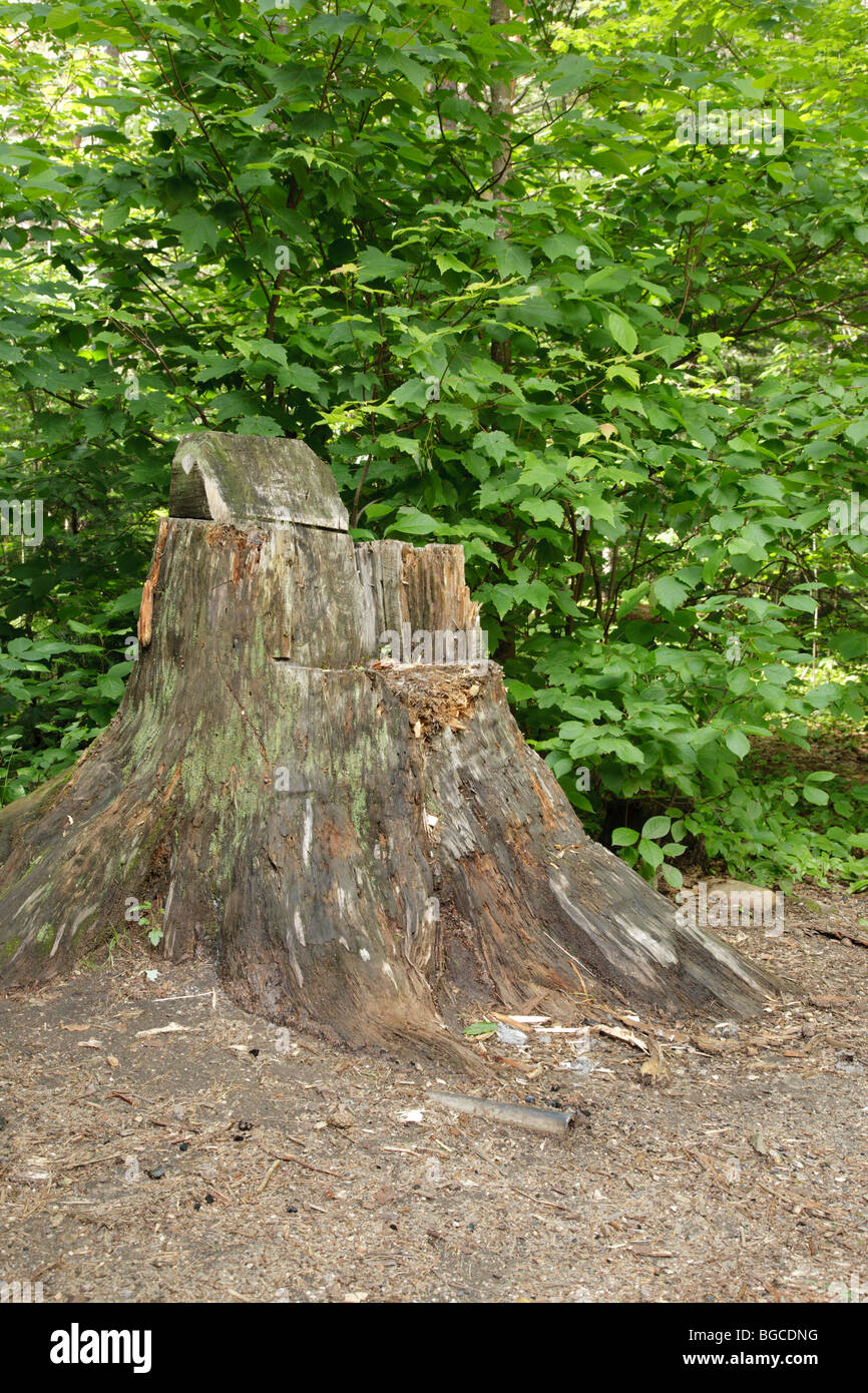 Tree Strump Photo Tree stump chair hi-res stock photography and images - Alamy