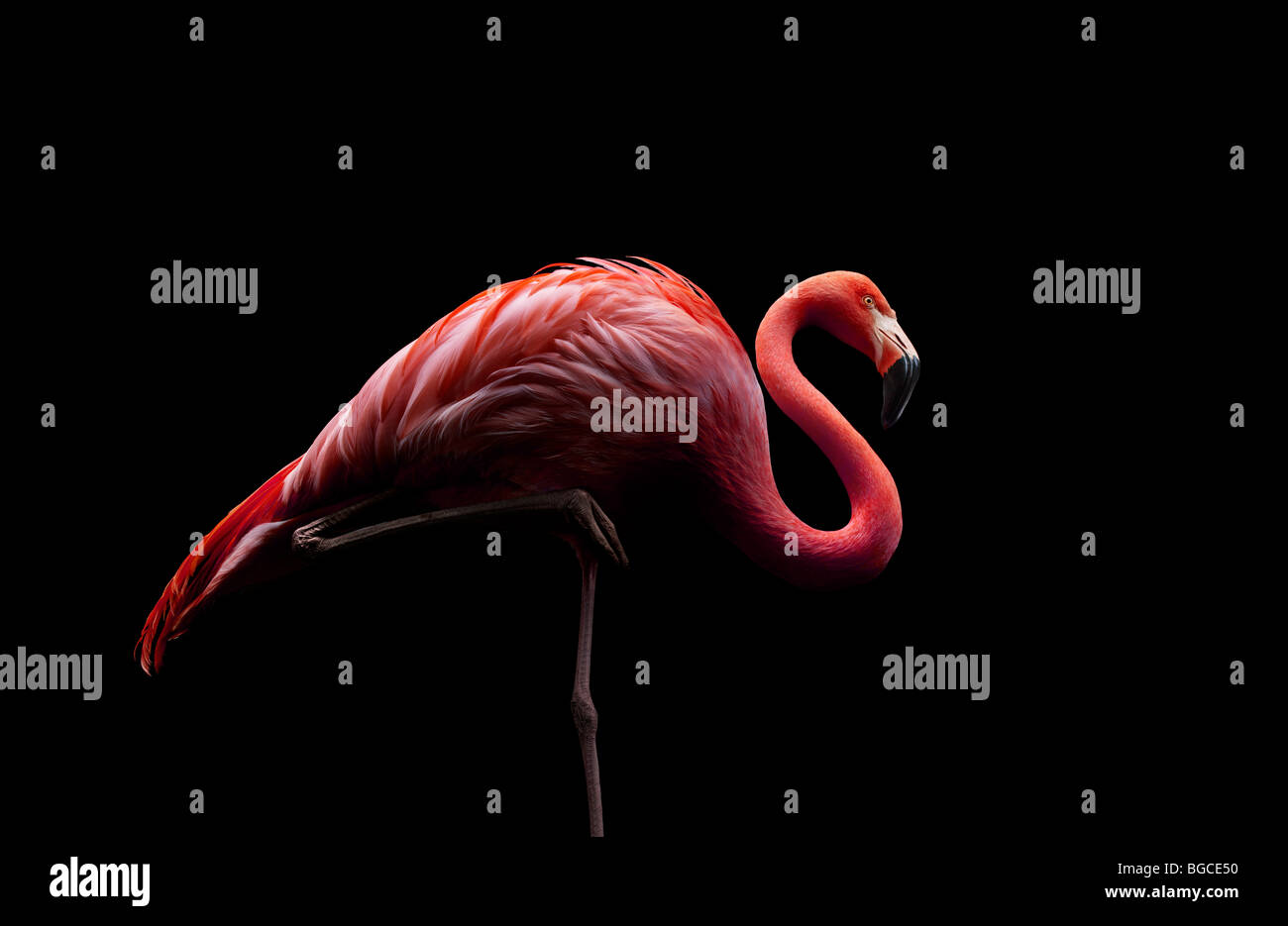 flamingo standing on one leg Stock Photo