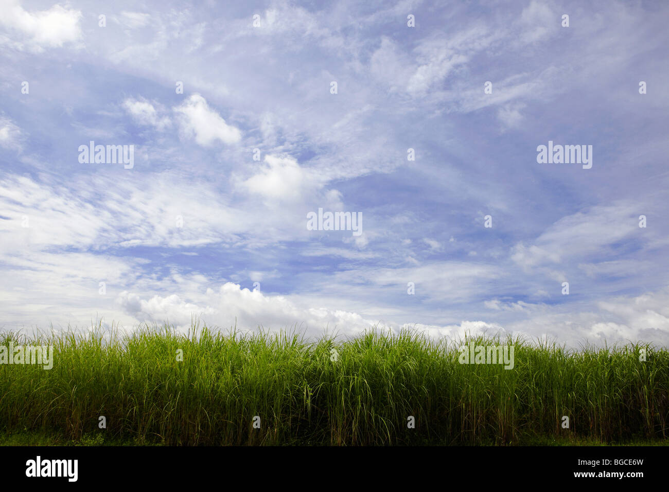 Cogonal Cogon grass hi-res stock photography and images - Alamy