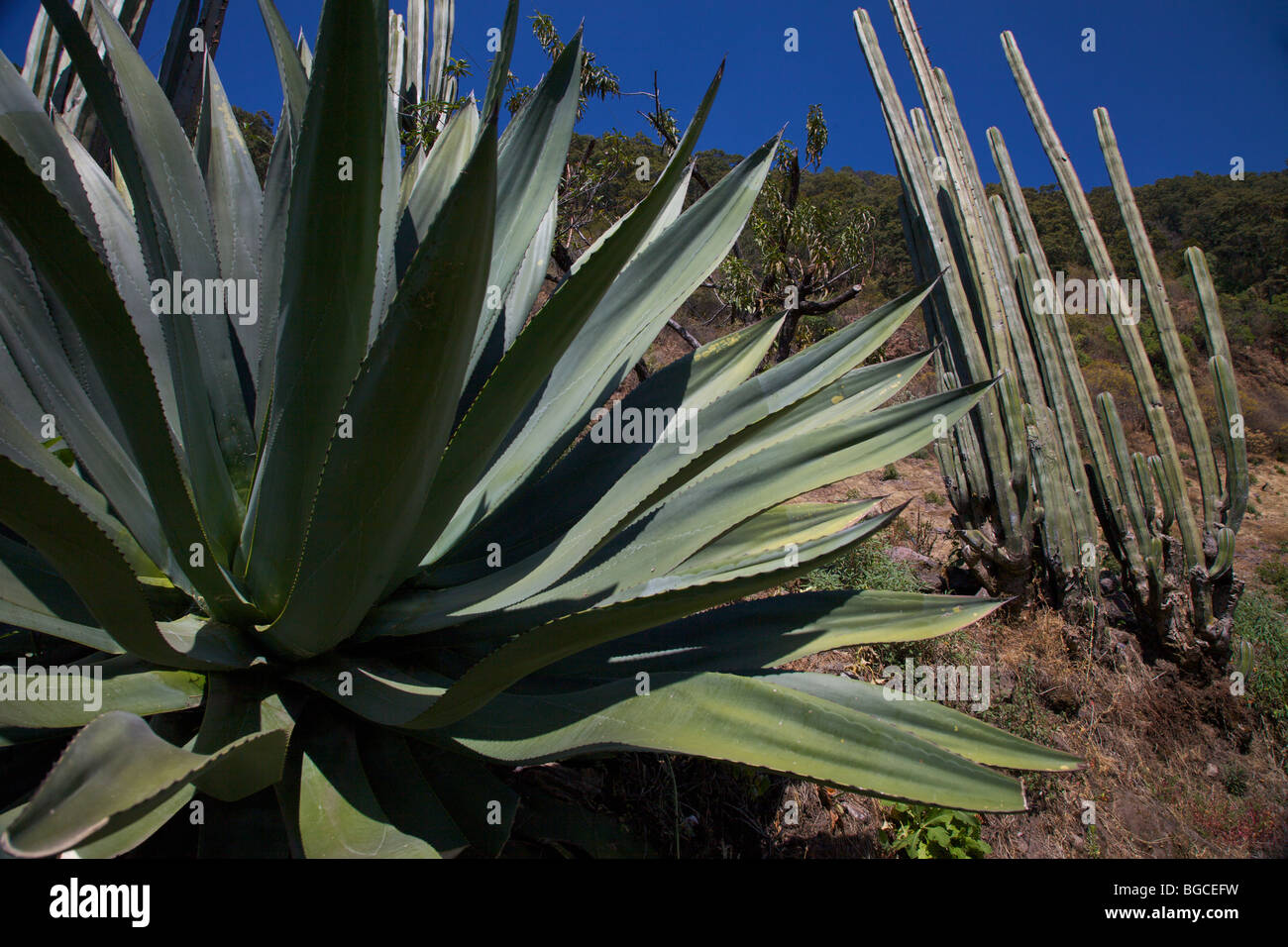 Mexican Desert Plants