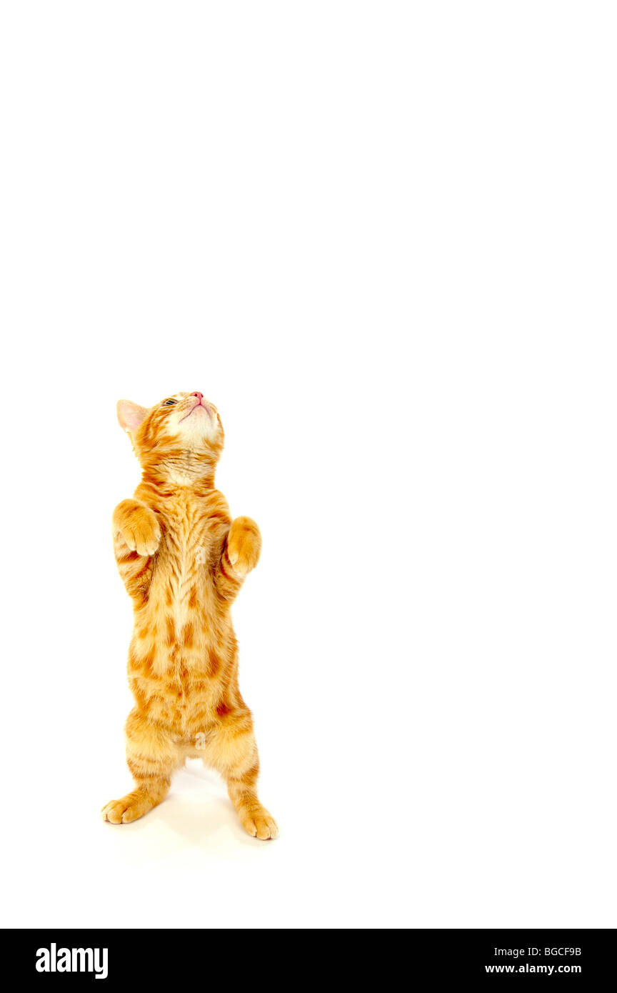 Ginger kitten standing on hind legs on white background Stock Photo