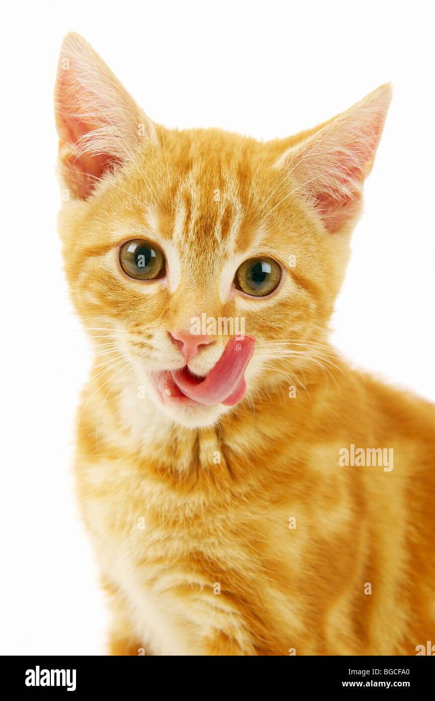 Ginger kitten licking lips Stock Photo Alamy