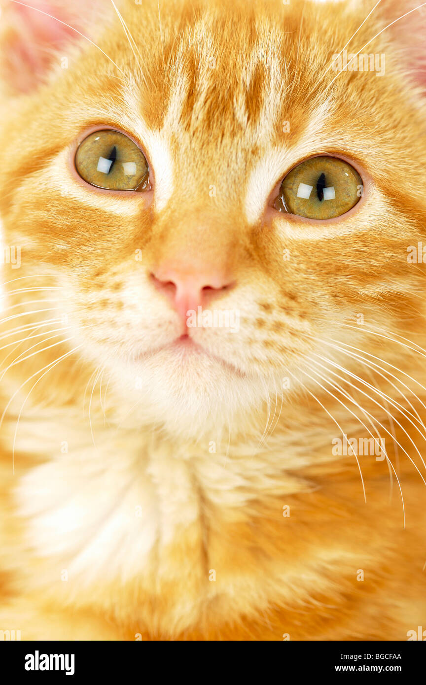 Close up of kitten face Stock Photo