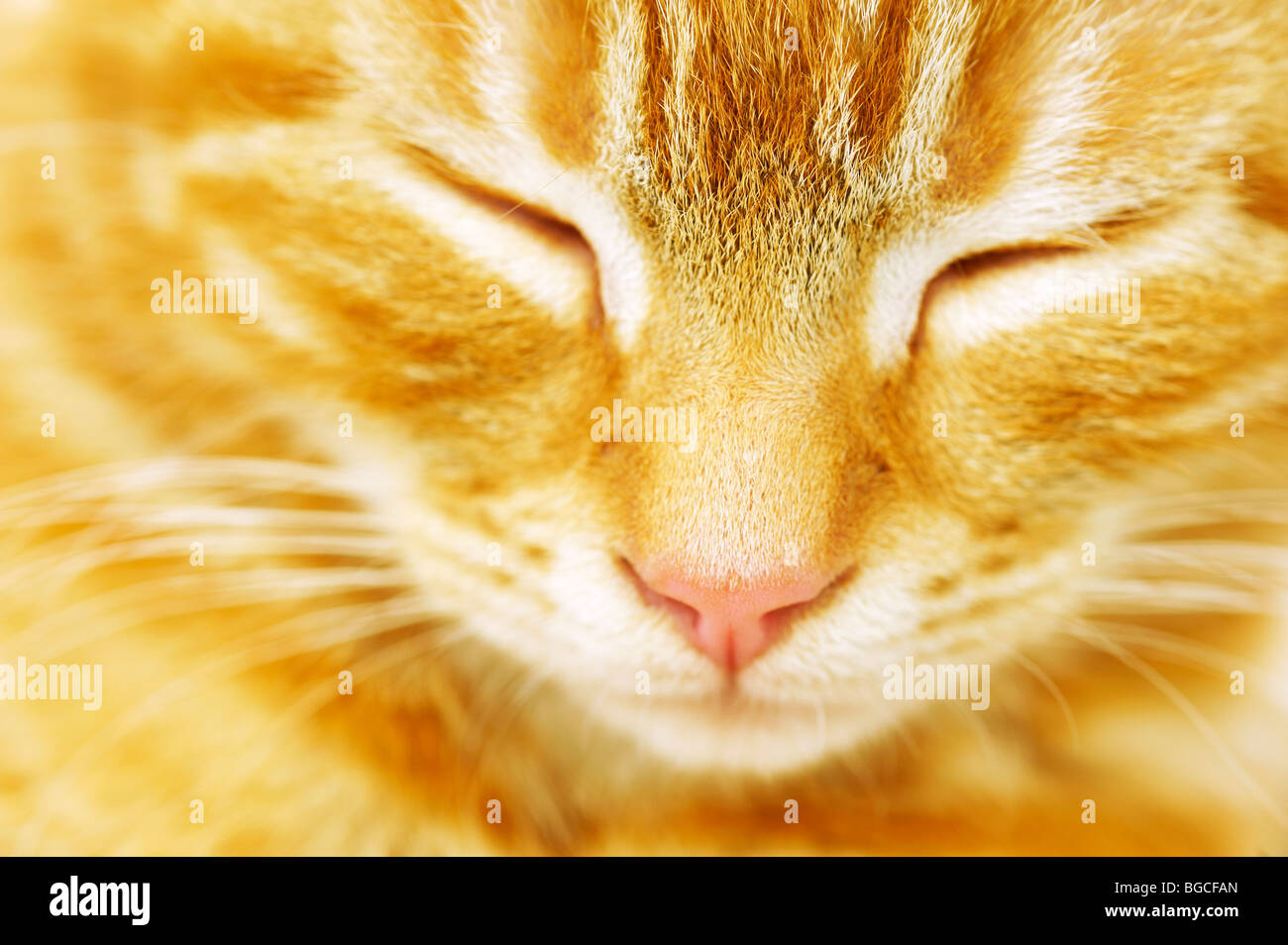 Close up of kitten face with eyes closed Stock Photo