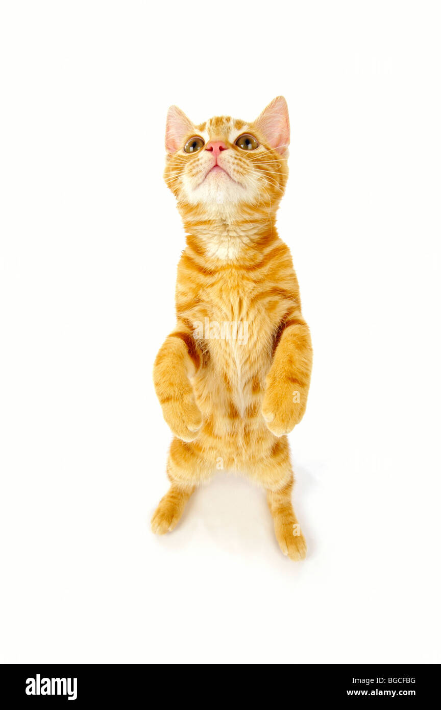 Ginger kitten standing on hind legs on white background Stock Photo