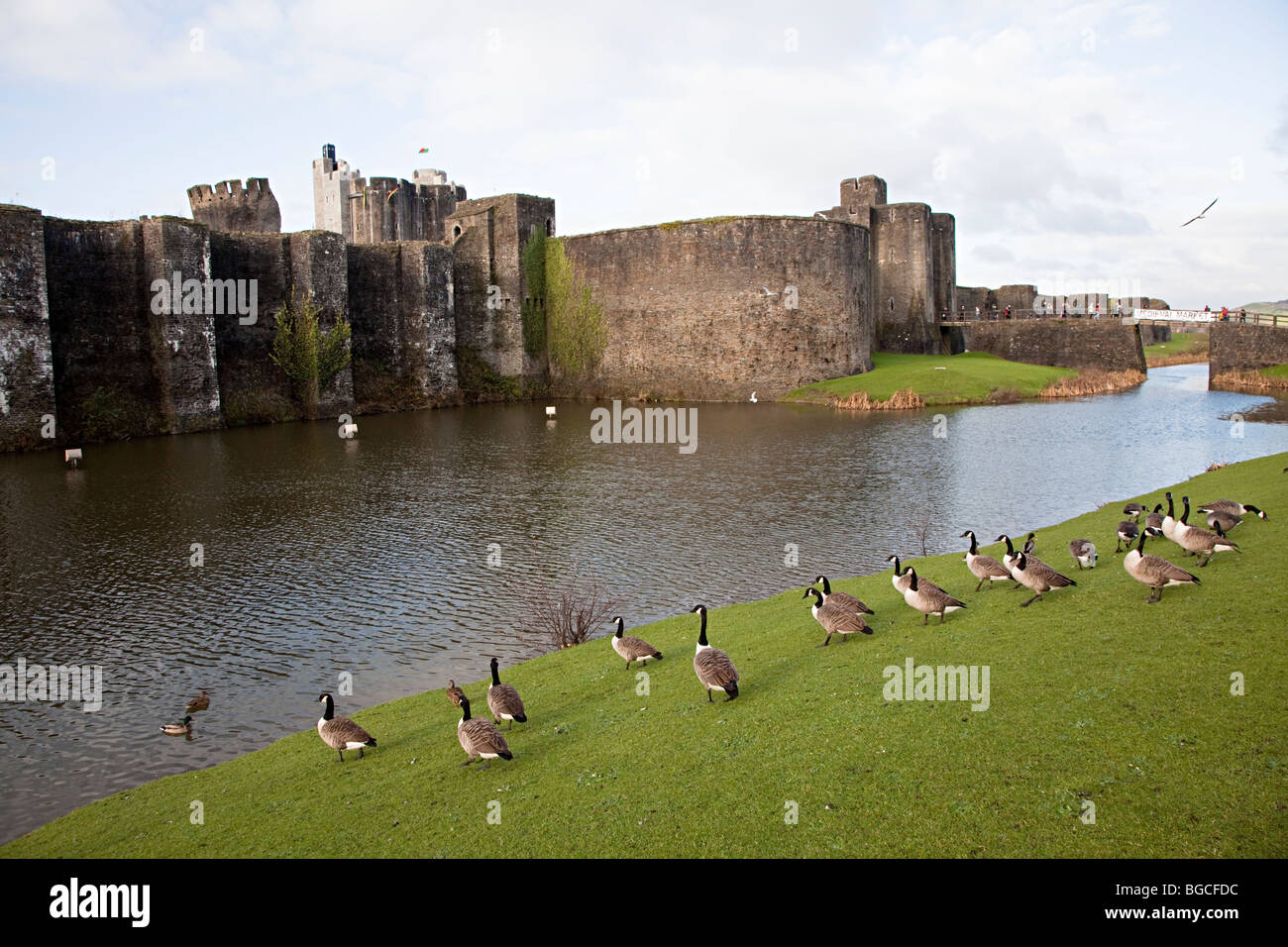 Canada geese Branta canadensis at Caerphilly castle Wales UK Stock Photo