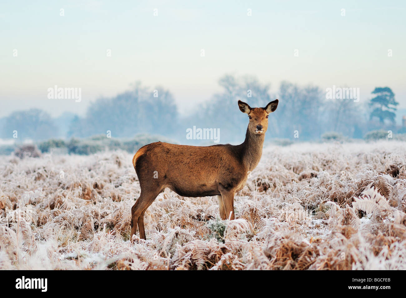 Deer in Richmond Park, Surrey, England, UK Stock Photo