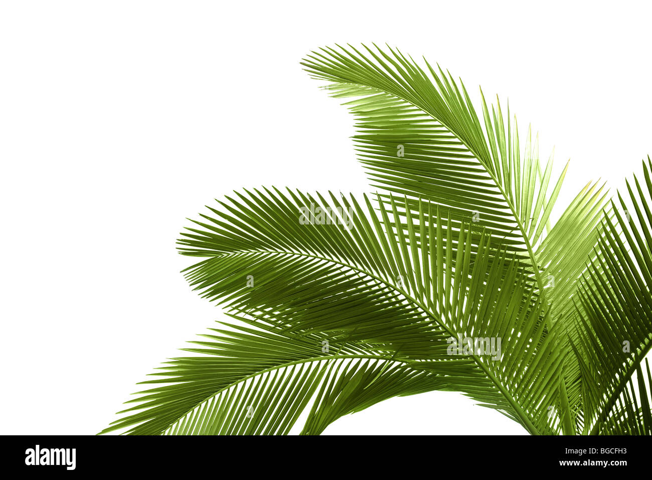 Leaves of palm tree isolated on white background Stock Photo