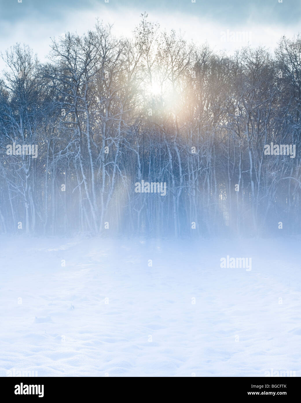 Sunset through trees and mist in a snow covered forest Stock Photo - Alamy