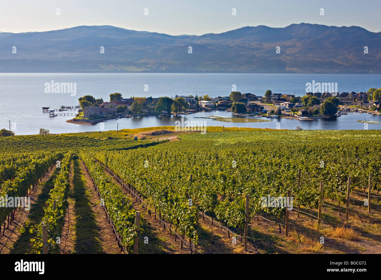Rows of grapevines growing at a vineyard in Westbank, West Kelowna on the shores of Okanagan Lake, Okanagan, British Columbia, C Stock Photo