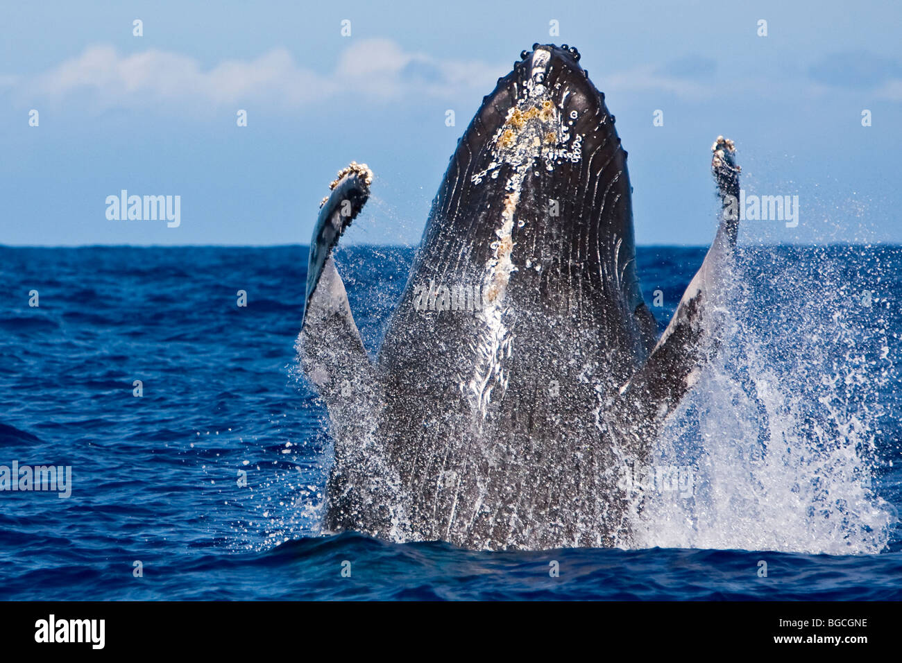 humpback whale, Megaptera novaeangliae, breaching, Hawaii, USA, Pacific Ocean Stock Photo