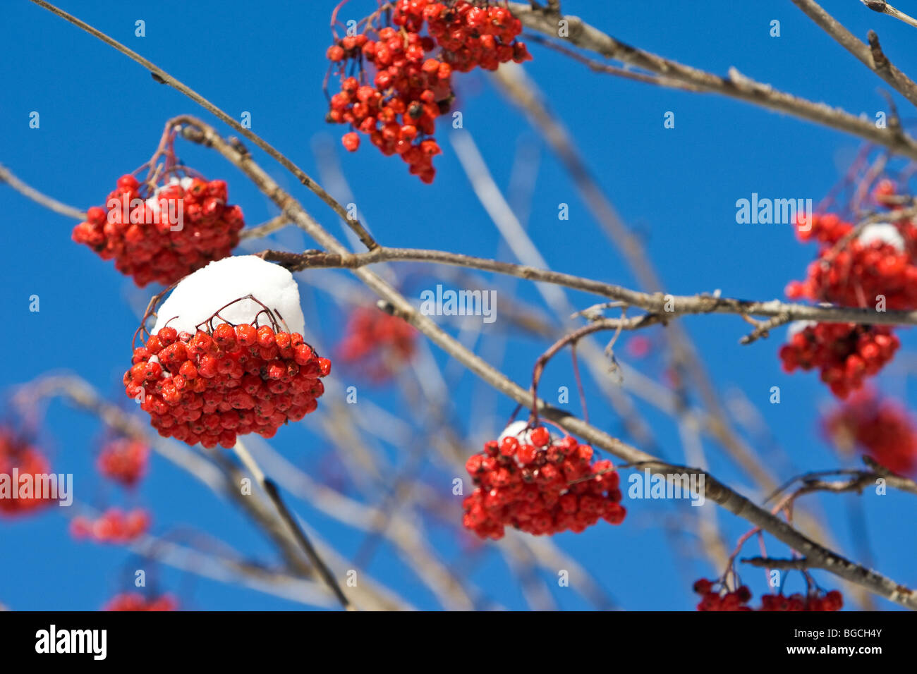 Wild winter berries growing on tree hi-res stock photography and images ...