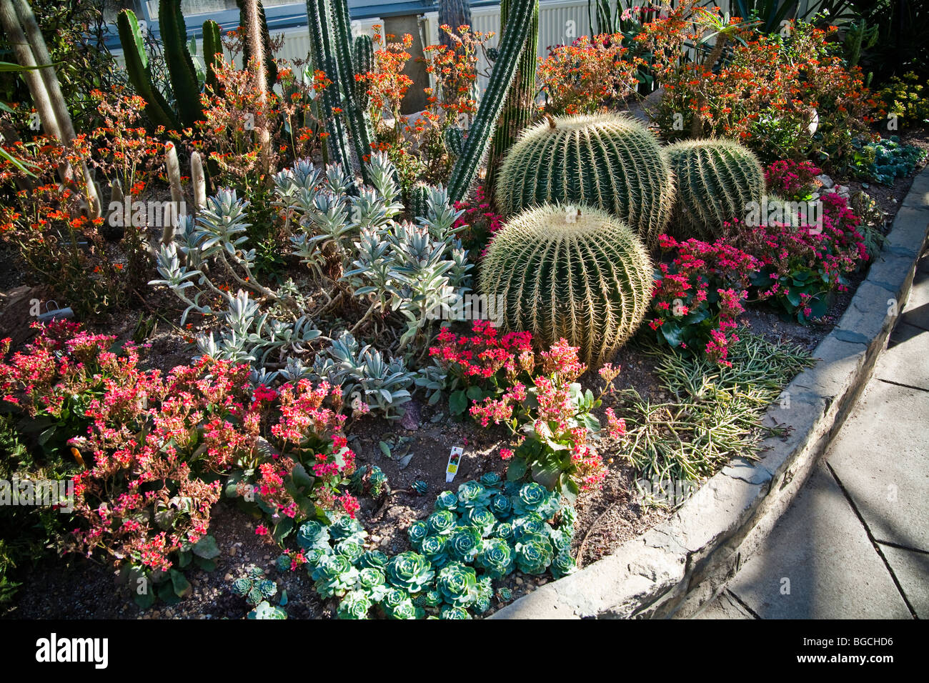Cactus plants at the Allan Gardens greenhouse, Toronto, Canada Stock