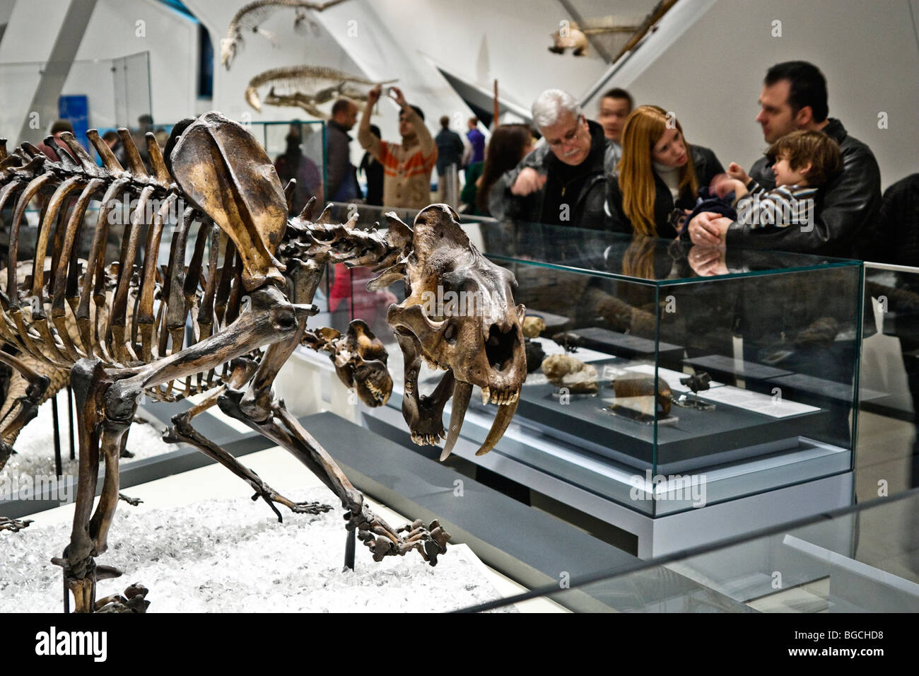 Family with a child (boy) looking at dinosaur fossils at the Royal Ontario Museum, people all around them Stock Photo